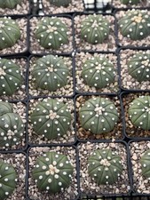 2 Astrophytum Asterias Nudum