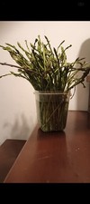 Asparagi Selvatici