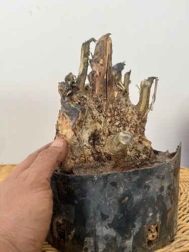 Bonsai olivastro pianta - olivastro.,