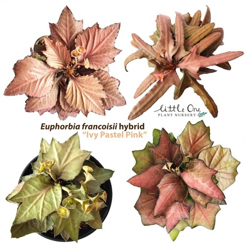 Vendita semi ibridi euphorbia - vendita,