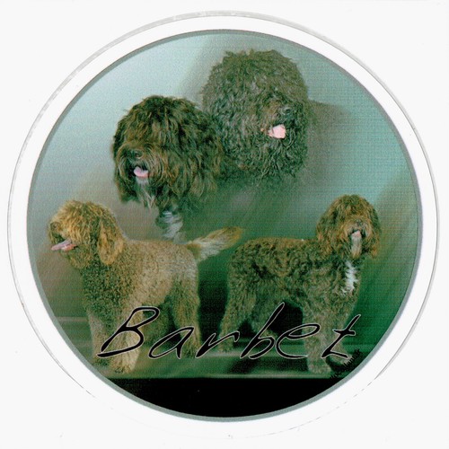 Adesivo barbet cane - barbet,