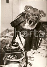 1970 ca ANIMALI Cagnolino sbuca dalla custodia di una ROLLEIFLEX *Foto 17x13 cm