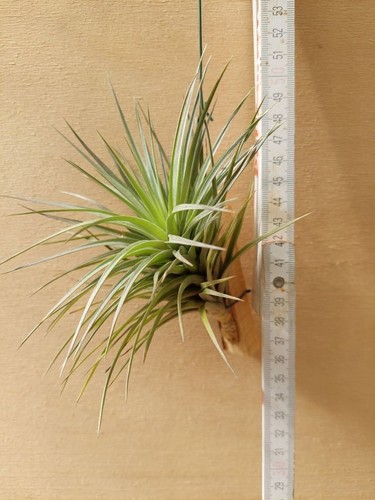 Tillandsia aeranthos - , l