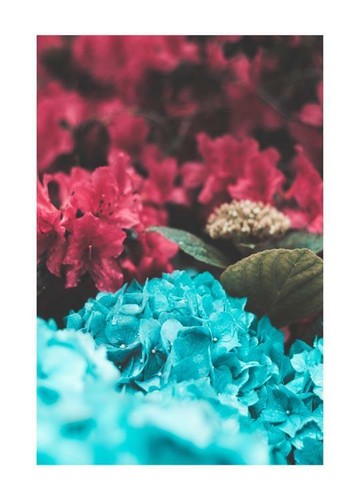 Poster fiori colorati stampa - colorati,