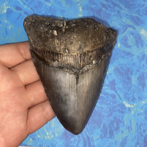 Megalodonte dente squalo - megalodonte,