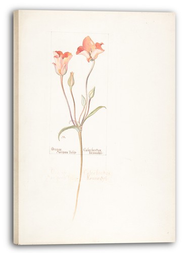 Tela cornice margaret neilson - tela/cornice,