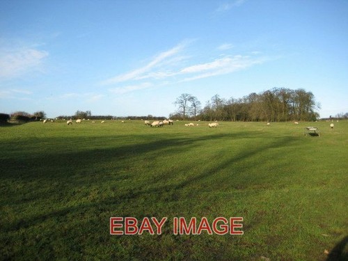 Photo sheep grazing - ,