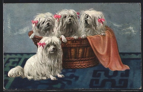 Quattro yorkshire terrier con - quattro,
