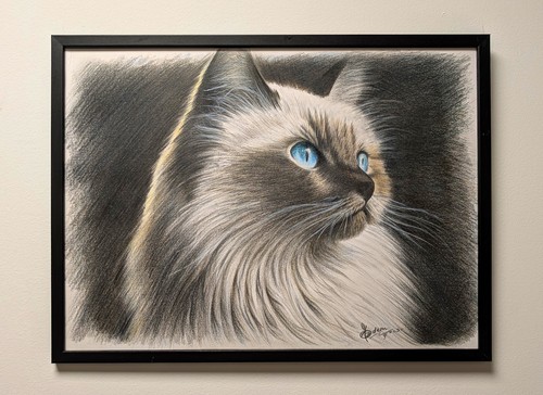 Ritratto gatto ragdoll - di,