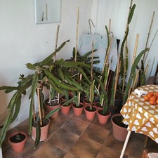 Piante e talee di pitaya frutto del drago rosa e bianche