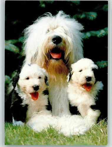 12093537 bobtail con - -,