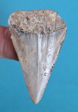 Dente di squalo bianco 4,8 cm