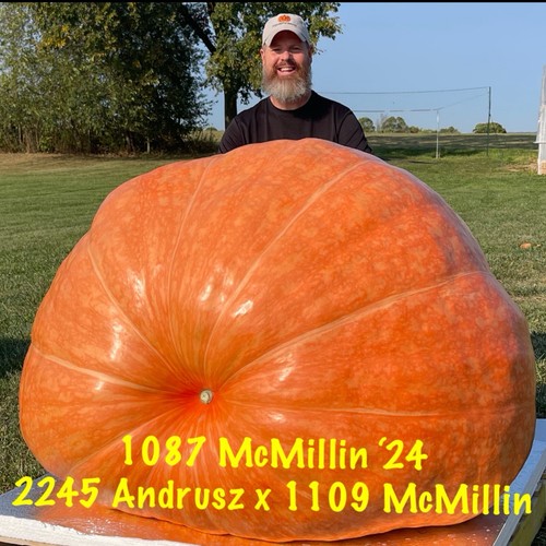 Semi zucca gigante - gigante, atlantic
