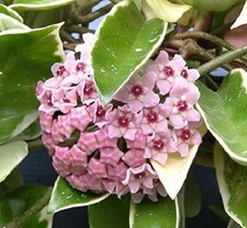 Hoya Carnosa Krimson Queen