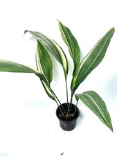 Aspidistra elatior Variegata  EXACT PLANT 22.10.03