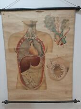 Manifesto Telato Anni 30 di Anatomia Addome e Torace