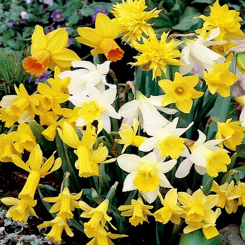 Narcisi bulbi fiori cipolle - bulbi, di