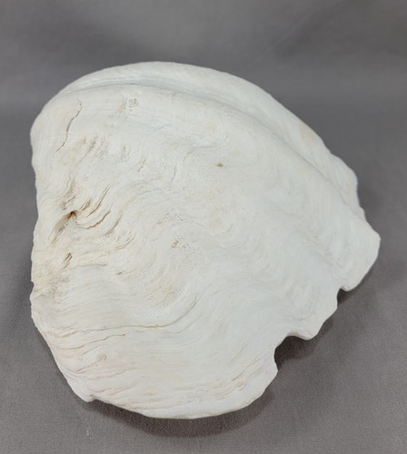 Conchiglia clam shell spiaggia - clam,