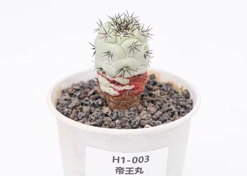 Vaso ortegocactus - vaso, cm