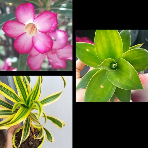 Rosa del desierto dracaena - del,