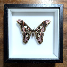 Rothschildia lebeau inca