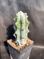 STENOCEREUS BENECKEI - IL GIARDINO DI MAYA - CACTUS PIANTE 2004