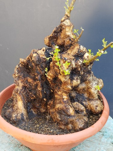 Bonsai olivastro 37x32cm - bonsai,