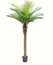Albero di cocco realistico
