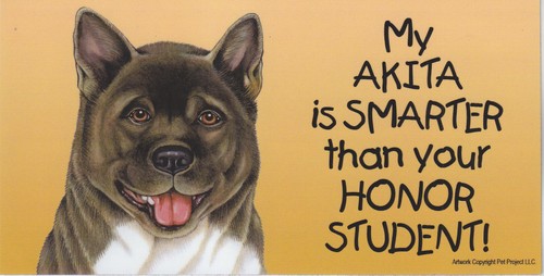 Akita smarter than your - akita, is