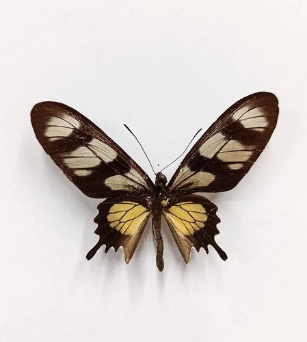 Taxidermy cabinet de - taxidermy,,