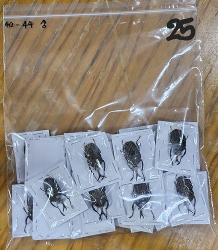 Cetonidi mecynorhina harrisi - cetonidi:,