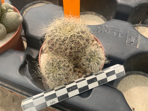 099 sulcorebutia hertusii - 099,