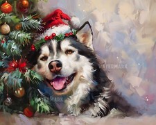 Alaskan Malamute in Festive