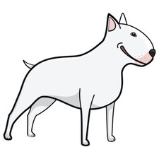 Miniature Bull Terrier Dog