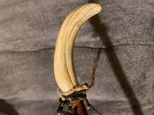 Bastone da passeggio Zanna di