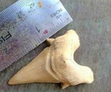2 POLLICI DENTE OTODO VERO