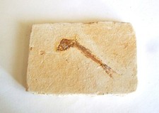 Fossili pesce fossile - -,