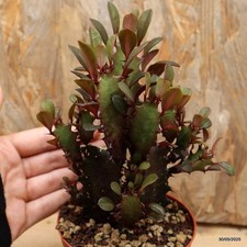 Euphorbia trigona f. rubra