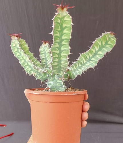 Euphorbia grandialata striped - euphorbia,