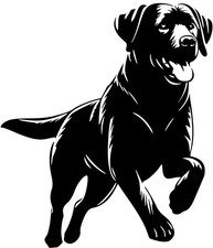  Adesivo LABRADOR adesivo auto