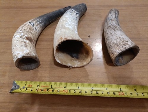 Corna mucca misure - di, in