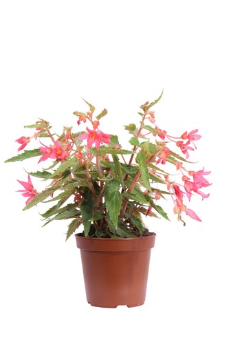 Pianta vera begonia - pianta,