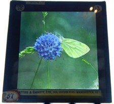 Green Veined White butterfly