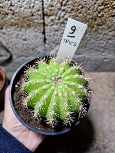 Tri cereus schickendantzii - tri.cereus,