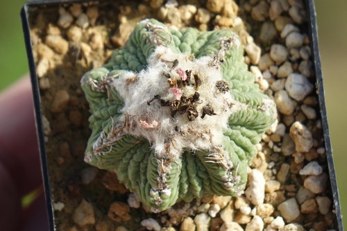 Cactus aztekium - cactus:,