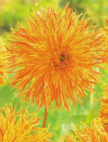 Corna cervo dalie - a, fiore