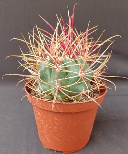 Ferocactus acanthodes usa - acanthodes, (usa