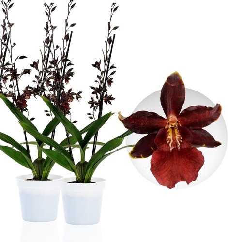 Piante orchidee interno - piante,