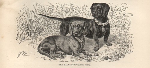1894 stampa antica - antica, bassotto