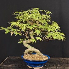Japanese Maple Bonsai, Acer